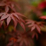 Érable du Japon pourpre la jardinerie de pessicart nice 06