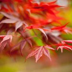 Érable du Japon  feuille la jardinerie de pessicart nice 06