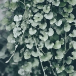 Dichondra argenté feuille la jardinerie de pessicart nice 06