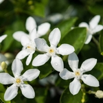 Jasmin officinal fleur la jardinerie de pessicart nice 06
