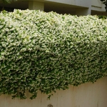 Jasmin officinal haie la jardinerie de pessicart nice 06