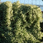 Jasmin officinal haies la jardinerie de pessicart nice 06