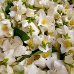 Jasmin officinal fleurs la jardinerie de pessicart nice 06