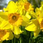 Narcisses fleur jaune la jardinerie de pessicart nice 06