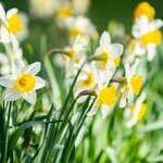Narcisses fleurs jaunes et blanches la jardinerie de pessicart nice 06