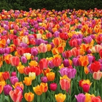 Tulipes - la jardinerie de pessicart nice 06