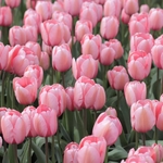 Tulipes roses la jardinerie de pessicart nice 06