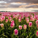 Tulipes la jardinerie de pessicart nice 06