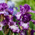 Iris mauve - la jardinerie de pessicart nice 06