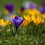 Crocus la jardinerie de pessicart nice 06