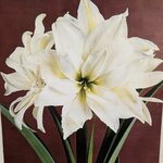amaryllis blanche - la jardinerie de pessicart nice 06