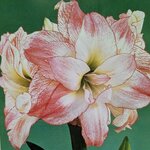 amaryllis rose et blanc - la jardinerie de pessicart nice 06