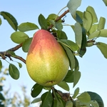 Pyrus communis Condo la jardinerie de pessicart nice 06