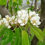 Pyrus communis Condo fleurs la jardinerie de pessicart nice 06