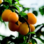 Prunier Reine Claude d'Oullins fruits la jardinerie de pessicart nice 06