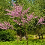cerisier Bigarreau Napoléon arbre la jardinerie de pessicart nice 06