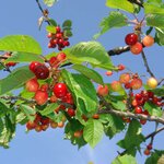 Prunus avium Bigarreau Burlat fruits la jardinerie de pessicart nice 06