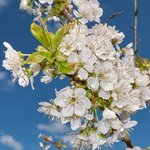 Prunus avium Bigarreau Burlat fleurs la jardinerie de pessicart nice 06