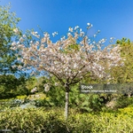 Prunus avium Bigarreau Burlat arbre - la jardinerie de pessicart nice 06