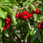 Cerisier Stella fruits la jardinerie de pessicart nice 06