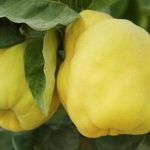 Cognassier Monstrueux de Vranja fruit la jardinerie de pessicart nice 06