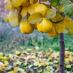 Cognassier Monstrueux de Vranja arbre la jardinerie de pessicart nice 06