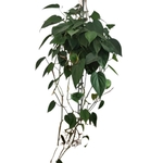 Philodendron Scandens brasil suspension la jardinerie de pessicart nice 06