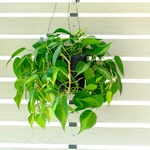 feuille Philodendron Scandens brasil suspension la jardinerie de pessicart nice 06