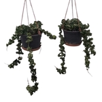 Hoya carnosa suspension Ø 16 cm la jardinerie de pessicart nice 06