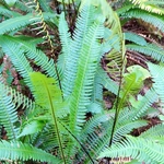 Fougère blechnum la jardinerie de pessicart nice 06