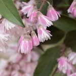 Deutzia scabra Plena _ la jardinerie de Pessicart Nice 06100