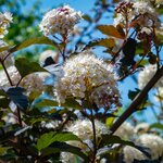 Physocarpus opulifolius Diabolo fleur _ la jardinerie de Pessicart Nice 06100