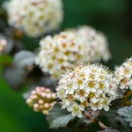 Physocarpus opulifolius Diabolo fleurs _ la jardinerie de Pessicart Nice 06100