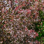 Physocarpus opulifolius Diabolo _ la jardinerie de Pessicart Nice 06100