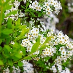 Spiraea vanhouttei  fleurs _ la jardinerie de Pessicart Nice 06100