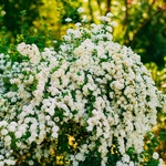 Spiraea vanhouttei  _ la jardinerie de Pessicart Nice 06100