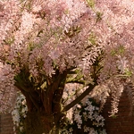 Tamarix tetrandra _ la jardinerie de Pessicart Nice 06100