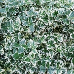 Fusain rampant Euonymus fortunei Dans Delight _ la jardinerie de Pessicart Nice 06100