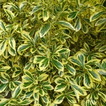 Fusain Euonymus japonicus Aureomarginatus pot de 3 litres _ la jardinerie de Pessicart Nice 06100