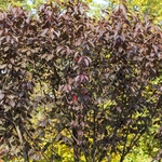 Prunus cerasifera Nigra arbre - la jardinerie de Pessicart Nice 06100