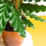 Calatea Rufibarba  _ la jardinerie de Pessicart Nice 06100