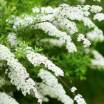 Spiraea cinerea Grefsheim fleurs _ la jardinerie de Pessicart Nice 06100