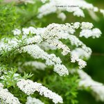Spiraea cinerea Grefsheim fleurs  _ la jardinerie de Pessicart Nice 06100