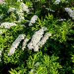 Spiraea cinerea Grefsheim _ la jardinerie de Pessicart Nice 06100
