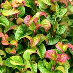 Leucothoe Zeblid  _  la jardinerie de Pessicart Nice 06100