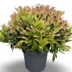 Leucothoe Zeblid  _ la jardinerie de Pessicart Nice 06100