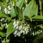Leucothoe Zeblid fleur _  la jardinerie de Pessicart Nice 06100