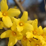 Forsythia int. Week-end fleurs _ la jardinerie de Pessicart Nice 06100