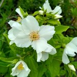 Philadelphus Lemoinei fleur _ la jardinerie de Pessicart Nice 06100