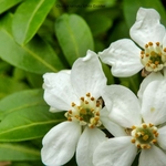 Choisya ternata White Dazzler fleur _ la jardinerie de Pessicart Nice 06100